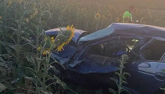 Otomobil Ayçiçeği Tarlasına Devrildi: Yaralılar Hayat Mücadelesi Veriyor