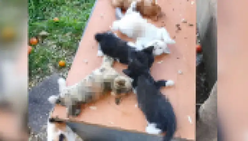 Bursa’da Yavru Kedi Katliamı: Eight Innocent Lives Taken in Brutal Attack
