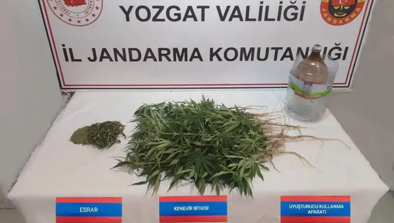 Yozgat'ta Yasadışı Kenevir Operasyonu: 40 Kök Ele Geçirildi