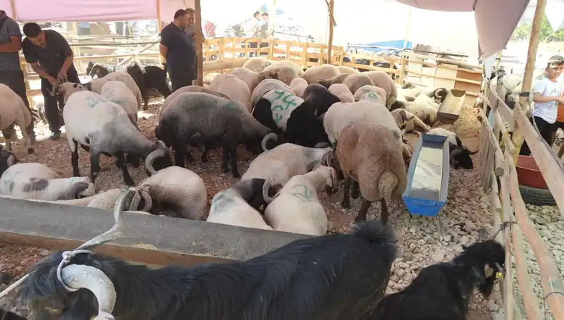 Kurban Bayramı'nda Hayvan Pazarları Yoğun İlgi Gördü