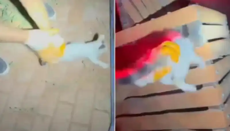 Gece Yarısı Kedi Kurtarma Operasyonu: İtfaiyenin Cesur Müdahalesi