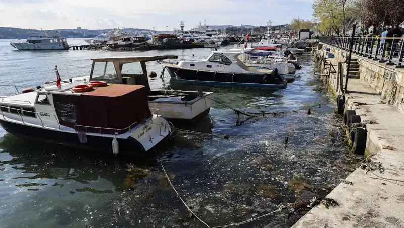 İstanbul'da Müsilaj Krizi: Denizlerimizdeki Tehlike Artıyor