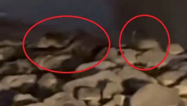 Diyarbakır’da Nesli Tükenmek Üzere Olan Üç Hayvan Türü Görüntülendi!