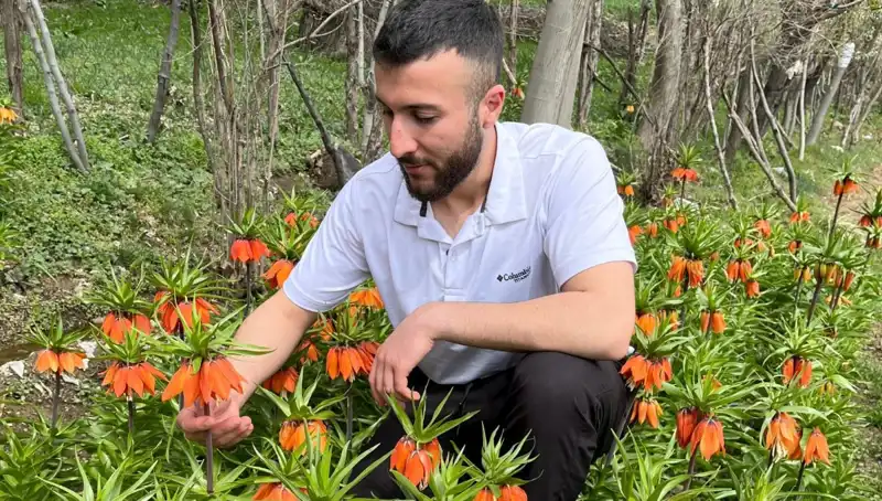 Ağlayan Gelin: Dünya Çiçekleri Arasında Eşsiz Bir Güzellik