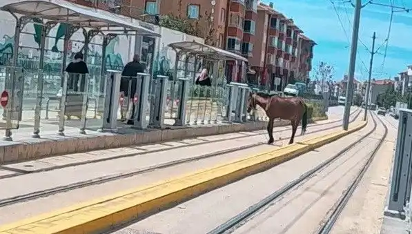 Eskişehir Tramvay Raylarında Başına Bu Gelen At, Şehri Büyüledi!