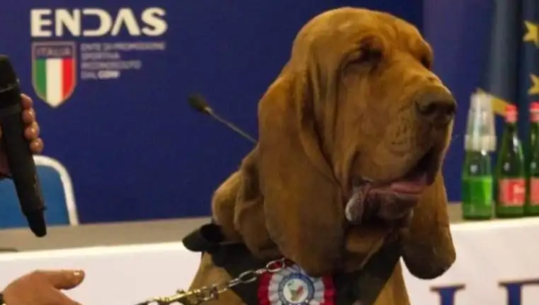 Arama Köpeğine Suikast Şoku: Çivili Sosisle Öldürüldü!