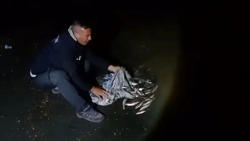 Bir Ton İnci Kefali Yakalandı! Balıkçılar Coştu, Marmara’da Eşsiz Bir Manzara