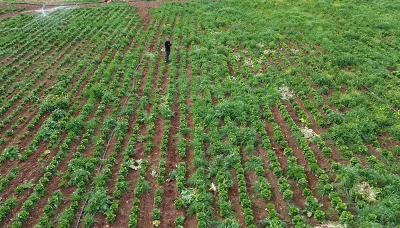 Kuraklık Marul Hasadını Tehdit Ediyor: Tarımda Kriz Kapıda