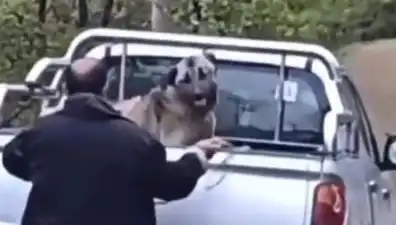 Trabzon'da köpeğe yapılan şok edici şiddet olayı tüm Türkiye'yi sarstı