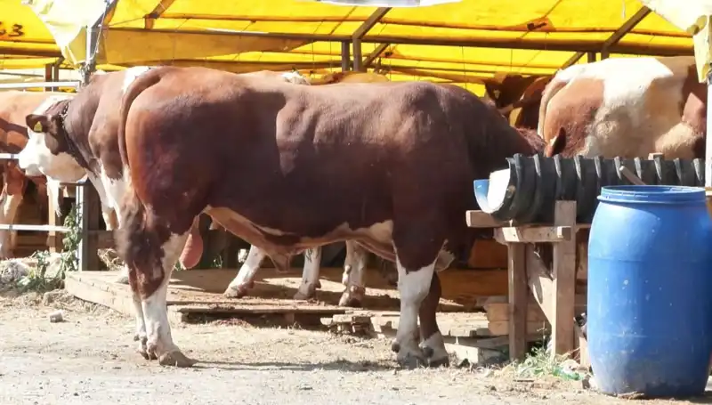 Kurban Pazarı Sezonu Başladı: Alıcılar ve Satıcılar Akın Akın Geliyor