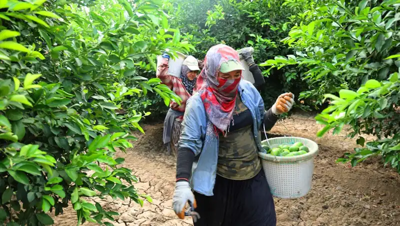 Tarımda Kötü Gidişat: Marketlerde Sebze-Meyve Fiyatları Alev Alev!