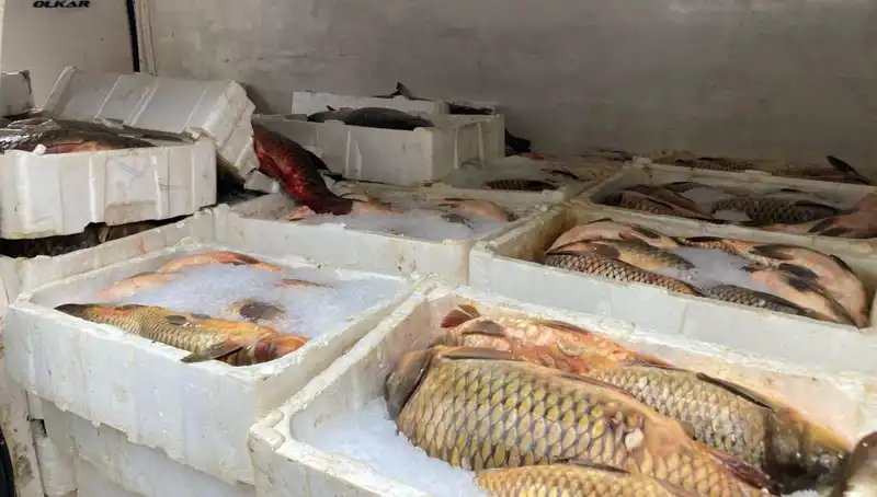 Kaçak Balık Avına Yıl Sonunda Binlerce Lira Ceza Geliyor