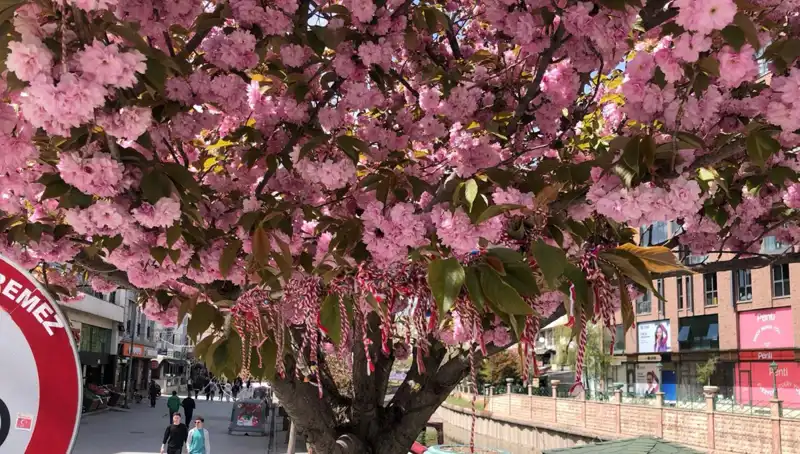 Süs Erik Ağaçlarına Martenitsa Bağlamak: Geleneğin Modern Yüzü