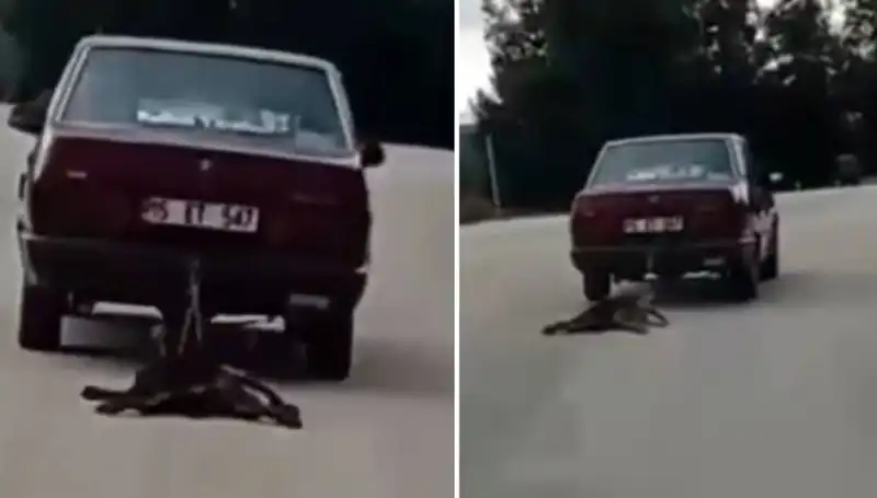 Sürücünün Dikkatsizliği: Köpeği Araca Bağlayıp Sürükledi!