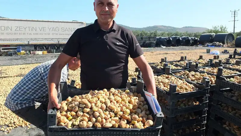 Balıkesir’de Hasat Dönemi: Çin ve Rusya İçin Yerli Ürünler Yolda