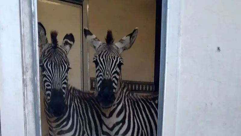 Sınırda Durdurulan Minibüsten Çıkanlar: İki Zebra, Altı Maymun ve Daha Fazlası!