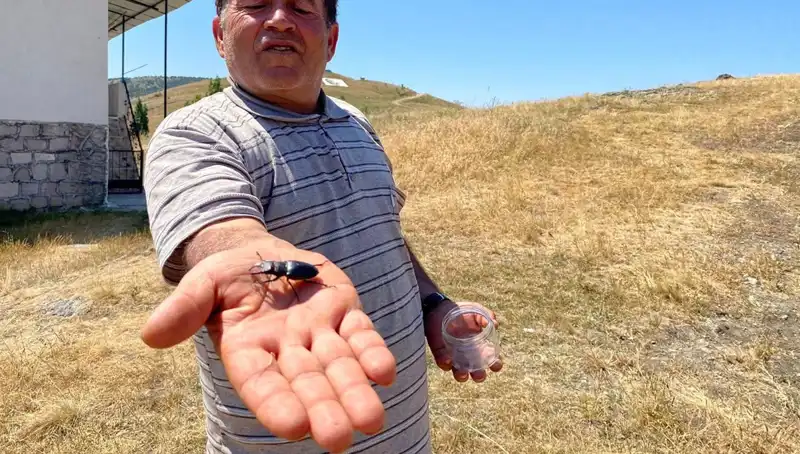 Sivas'ta Görülen Tehlikeli Böcek: Öldürmenin Cezası 557 Bin TL!