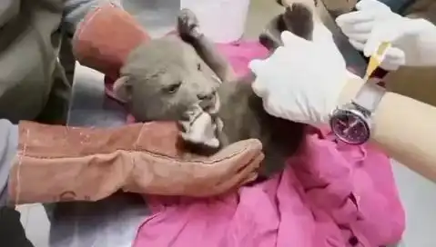 Karabük'te Doğanın Sıcak İlişkisi: Yavru Bozaya Kurtarma Operasyonu