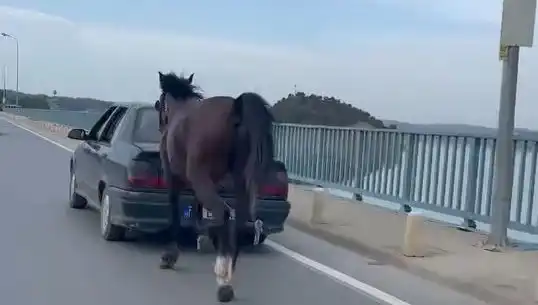 Adana’da Atlara Eziyet Edenlere Sert Ceza: 5 Kişi Tutuklandı