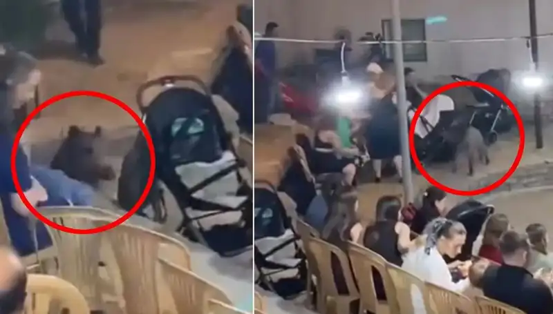 Yaban Domuzu Düğün Törenine Nasıl Girdi? Paniğe Neden Oldu!