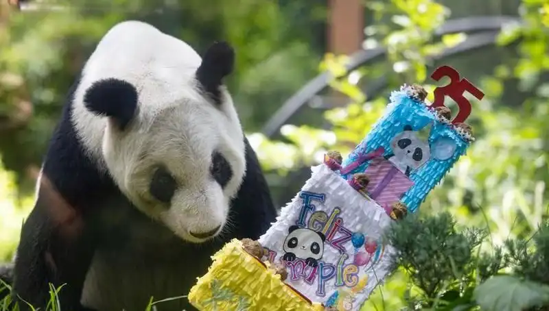 Dev Panda Xin Xin, 35. Doğum Gününde Şaşırtıcı Bir Kutlama Yaptı!
