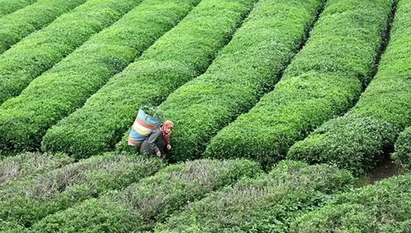 Bayramda ÇAYKUR'dan Yaş Çay Alımında Sürpriz Devamlılık!