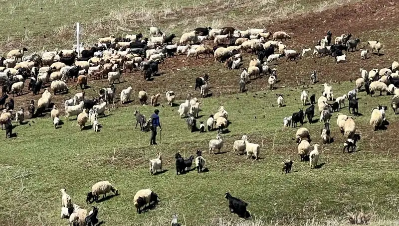 Çoban Krizi Büyüyor: Yüksek Maaşa Rağmen Çobansız Kalan Dağlar