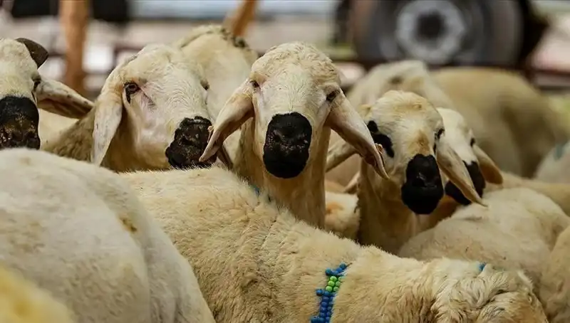 Kurban Bayramı Tatili Ne Zaman? 9 Gün Olacak Mı?