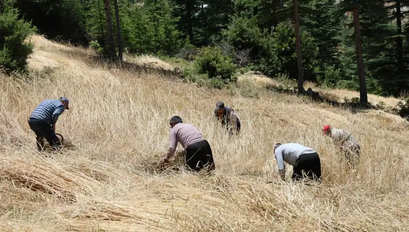 Teknolojinin Görmediği Alan: Ellik ve Orakla Hasat Sezonu Açıldı