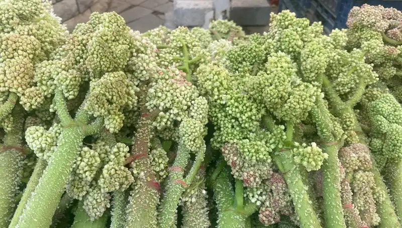 Doğanın Şifası: Dağlarda Yetişen Şekerle Gelen Kalp Sağlığı