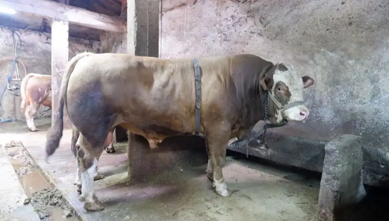 1 Ton 200 Kilo Değerli Hammadde Pazara Şımarttı!