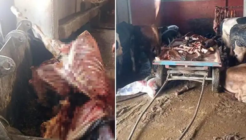 Adana'da 2,5 Ton At Eti Operasyonu: 4 At Son Anda Kurtarıldı