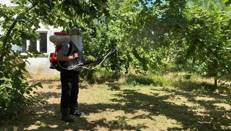 Kükürt ve Samuray Arısı: Çiftçilere Umut Olacak Çözüm Mücadelede!