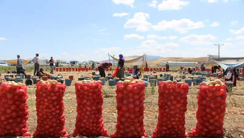 Amasya Elması Avrupa ve Rusya'yı Fethediyor: "Elma Kadar Tatlı" Lezzet