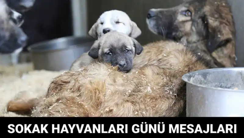 Dünya Sokak Hayvanları Günü: Unutulmaz anlar ve anlamlı mesajlar