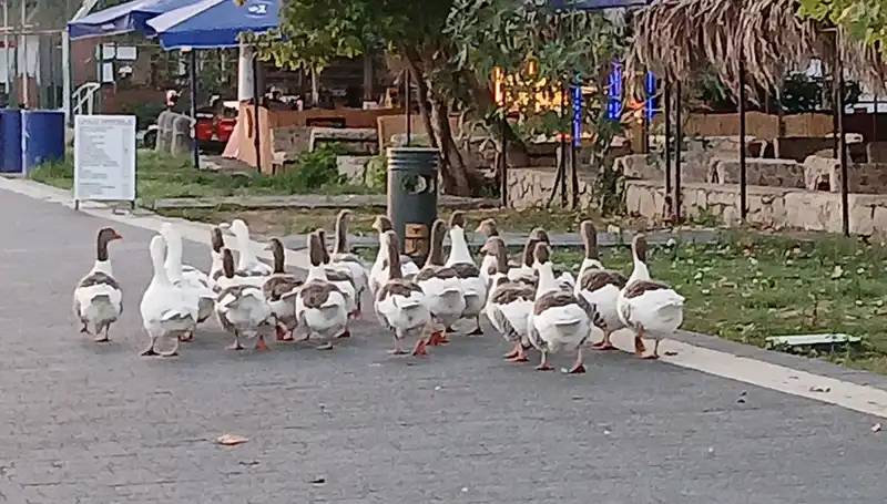 Kazların Suda Yüzme Keyfi, Kümeste Ölümlerle Son Buldu