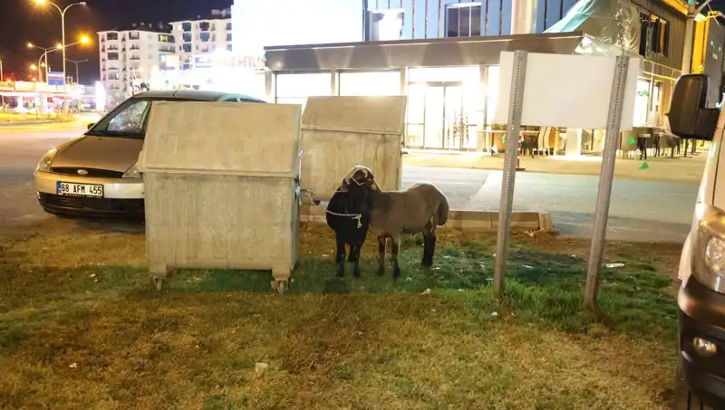 Mor Karaman Koyunları Yolda Terk Edildi: Tarım ve Hayvancılıkta Krize Doğru Mu?