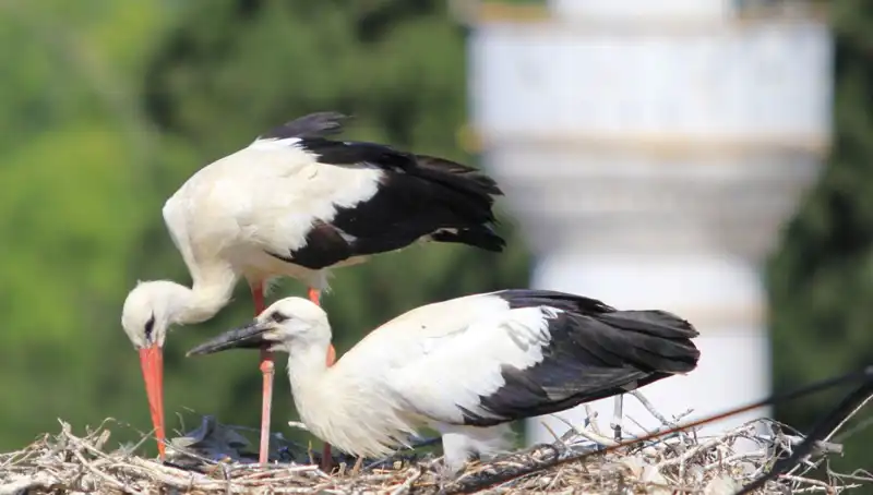 Leylek Köyü’nde Yaren Leyleği’a Sürpriz: 8 Kat Fazla Yuva Sırları