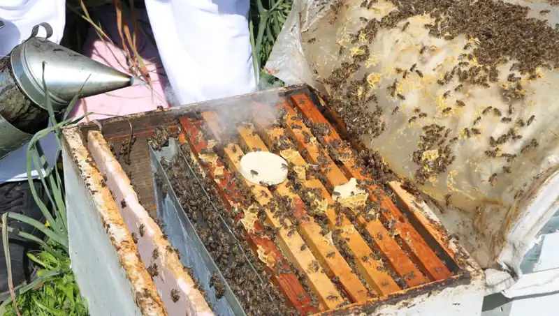 Genç Arıcı Yurt Dışından Siparişlerle Ata Mesleğini Yaşatıyor