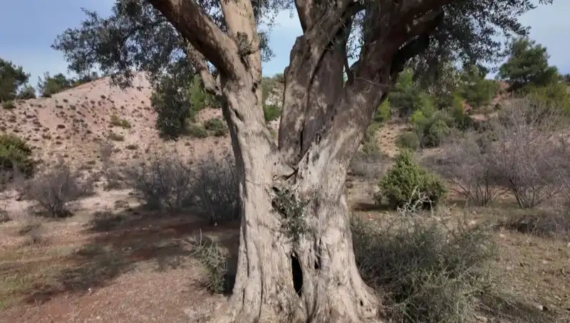 800 Yıldır Ayakta Olan Zeytin Ağacı, Kültürel Miras Olarak Korunuyor
