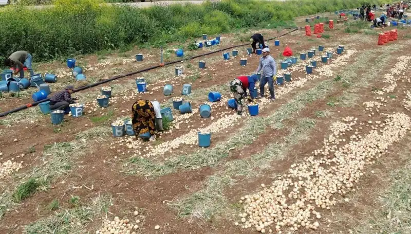 Soğan Hasadı Başladı: Üretim Artışı Fiyatları Düşürdü!