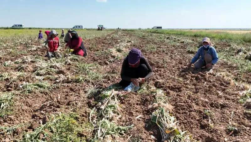 Rusya, Almanya ve İspanya'nın Antibiyotik Hasadı: Yeni Bir Dönem Başlıyor