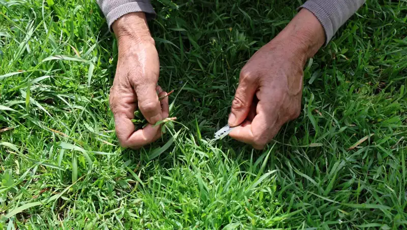 Bin Bir Zahmetle Toplanan Şifalı Bitki: Gribe ve Daha Fazlasına İyi Geliyor