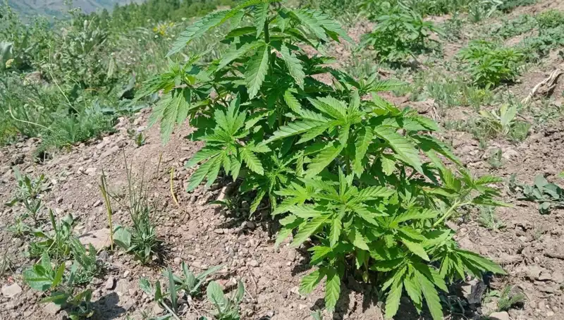 Bingöl’de Kaçak Tütün ve Kenevir Operasyonu: Detaylar Şok Edici