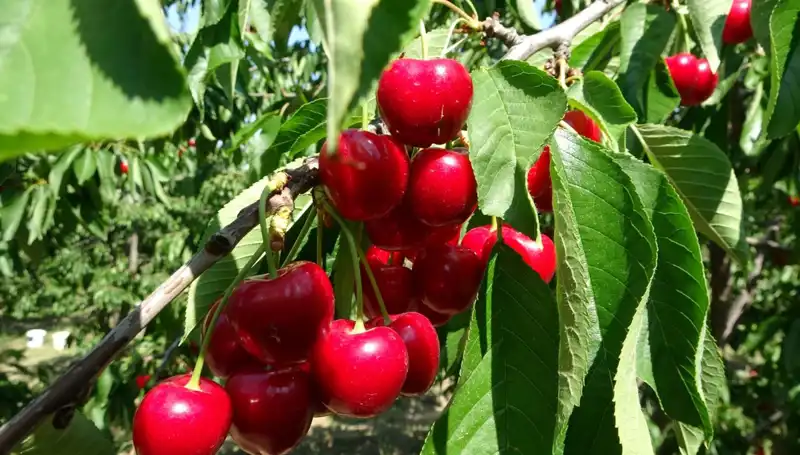 Yeni Çay Sezonu Başladı: Hasat Zamanı Heyecanı Tavan Yapıyor!