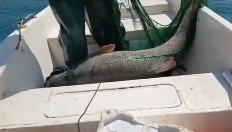 Dev Turna Balığı Tarih Yazdı: 72 Kiloluk Gigant Kabin İçinde