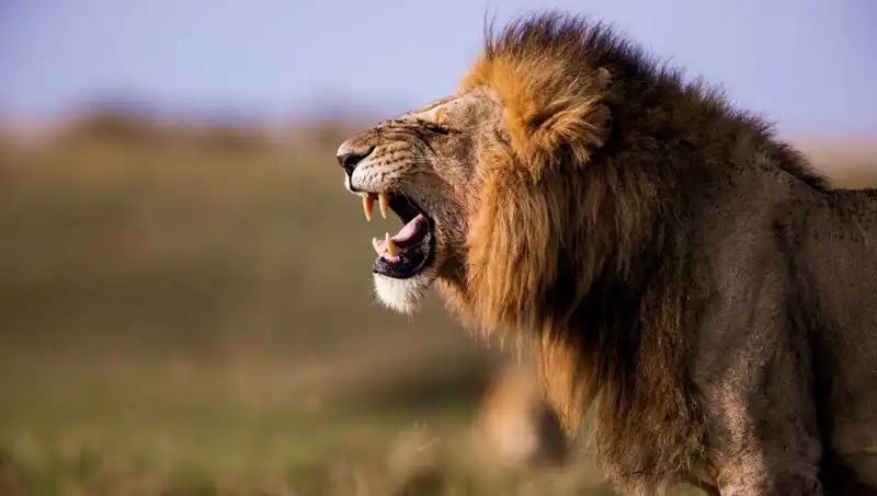 : 14 Yaşındaki Kızın Aslan Saldırısında Hayatını Kaybetmesi Olayı Şok Etti