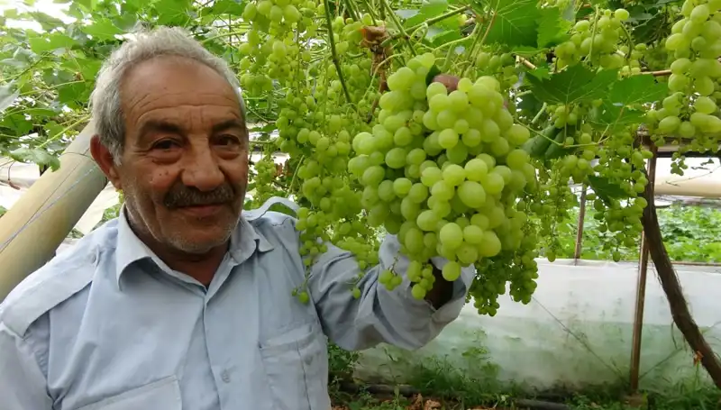 Zirai Don Felaketi Meyve Fiyatlarını uçurdu: İlk Ürünler 250 TL'den Satışta!