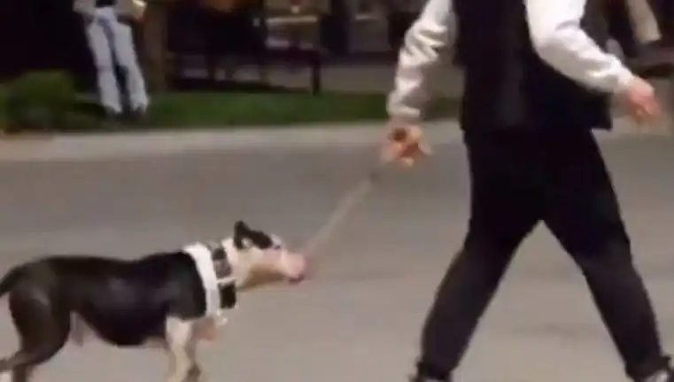 Ağızlıksız Pitbull'un Saldırgan Davranışı: Sahibi Para Cezasıyla Yüzleşiyor