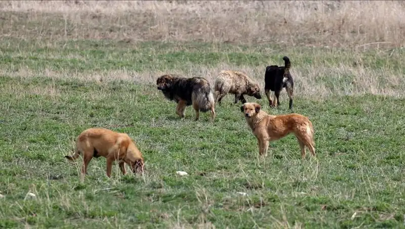 Ankara'da Sahipsiz Köpekler İçin Yeni Ceza Düzeni: 71 Bin Lira!